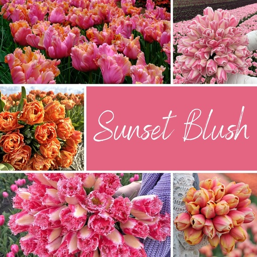 Mix Sunset Blush