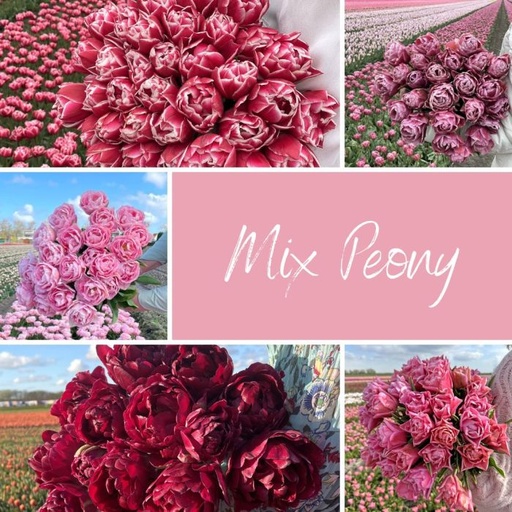 Mix Peony