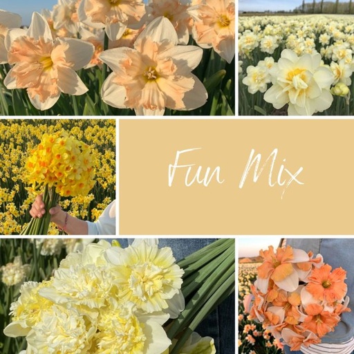 Mix Narcissus FUN