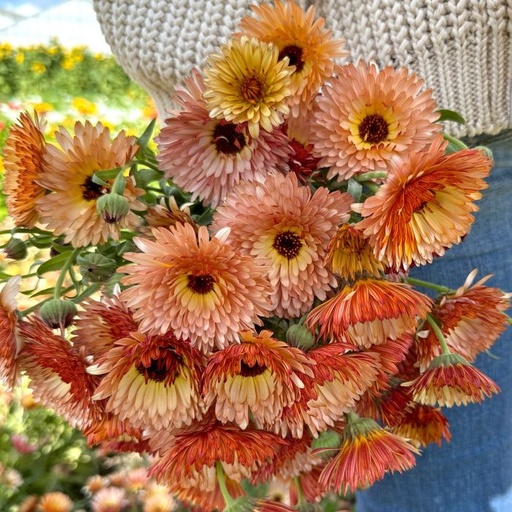 Calendula Orange Flash