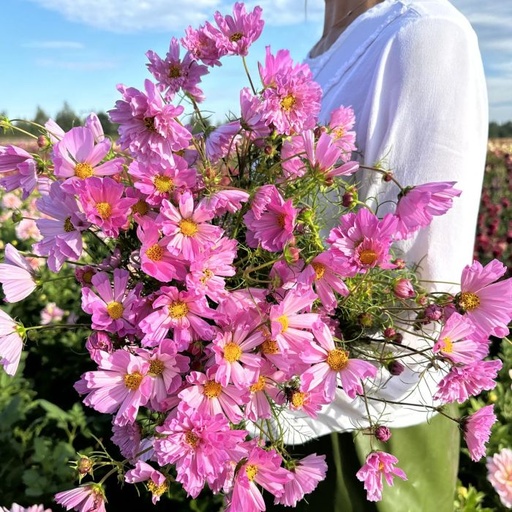 Cosmos Shells Rose