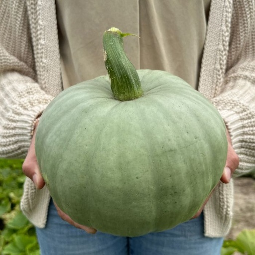 Cucurbita Bush Baby