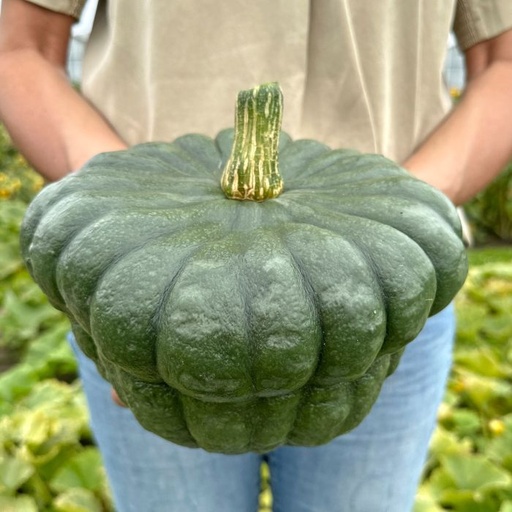 Cucurbita Queensland Blue