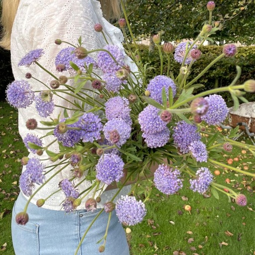 Didiscus Lace Blue