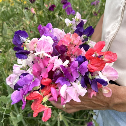 Lathyrus Coronation mix