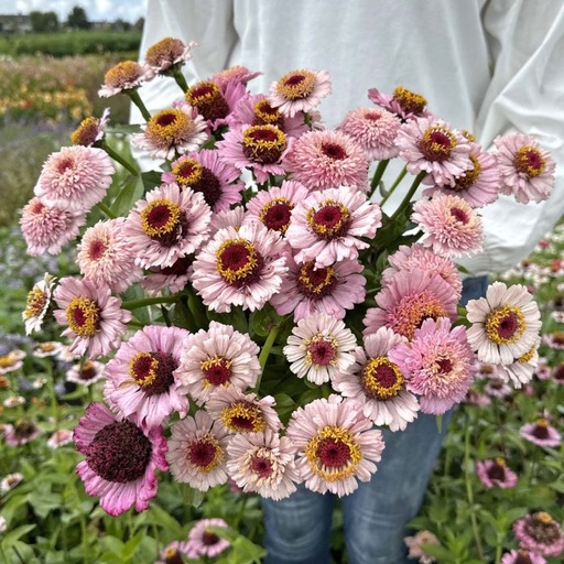 Zinnia Zinderalla Lilac