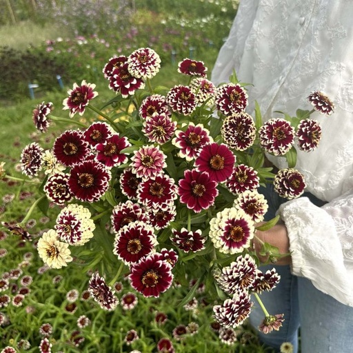 Zinnia Jazzy Red