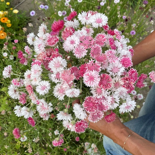 Centaurea Classic Romantic