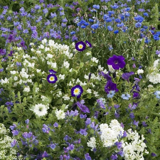 Flower Blend Blue Carpet