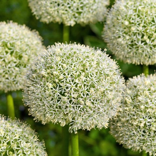 Allium White Giant