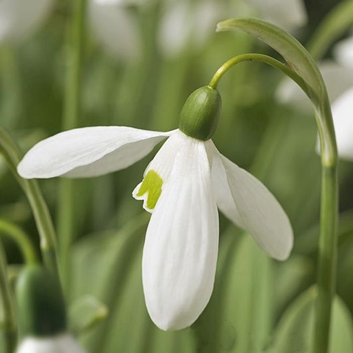 Snowdrops Mount Everest