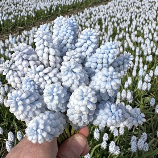 Muscari Baby's Breath