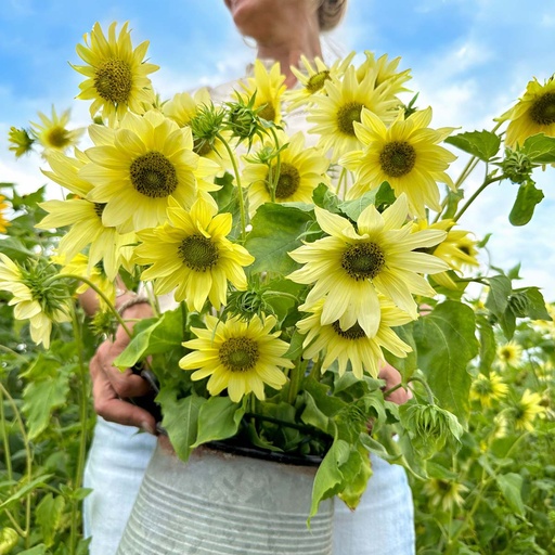 Helianthus Italian Green Heart