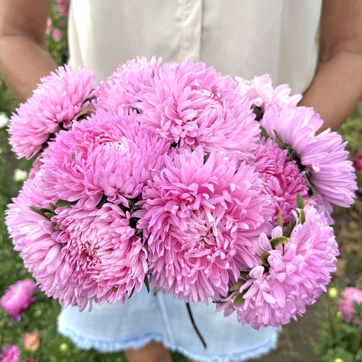 Aster King Size Pink