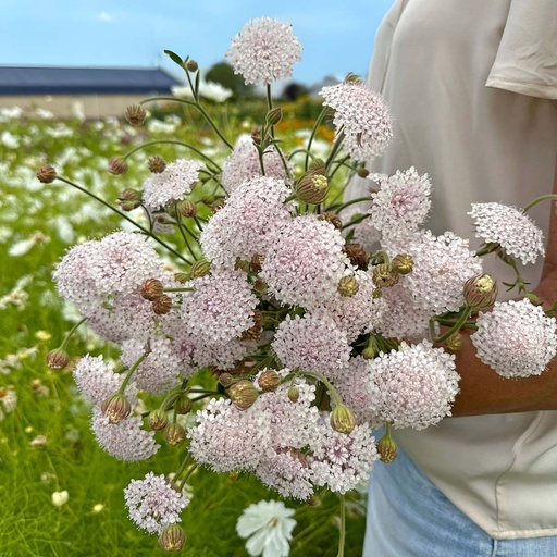 Didiscus Lace Pink