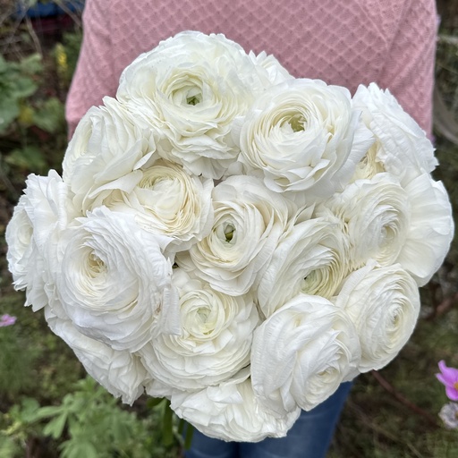 Ranunculus Elegance Bianco