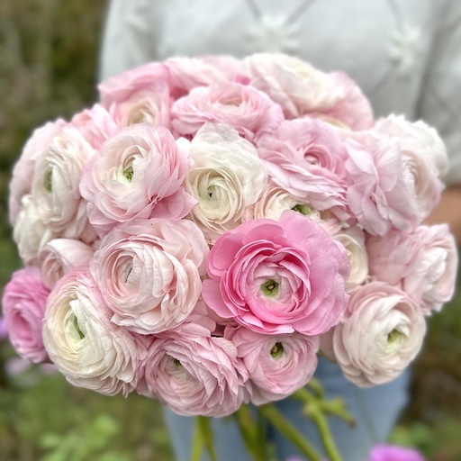 Ranunculus Elegance Bianco Sfumato