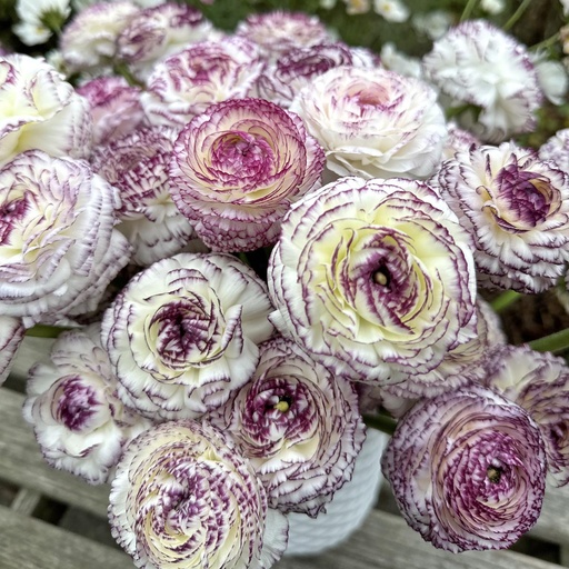 Ranunculus Elegance Bianco Striato