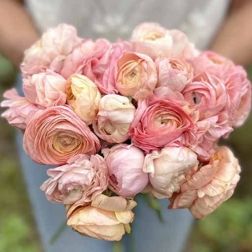 Ranunculus Elegance Pastello