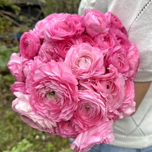 Ranunculus Elegance Rosa