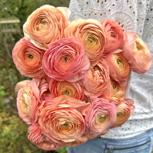 Ranunculus Elegance Salmone