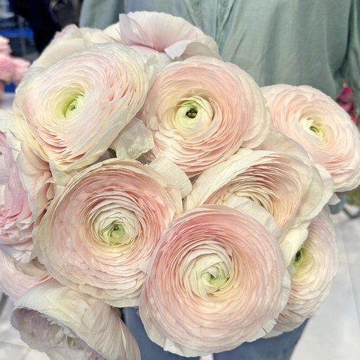 Ranunculus Cloni Succes Hanoi®