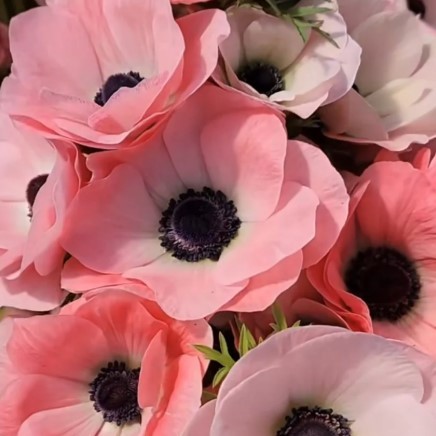 Anemone Mistral Rosa Chiaro