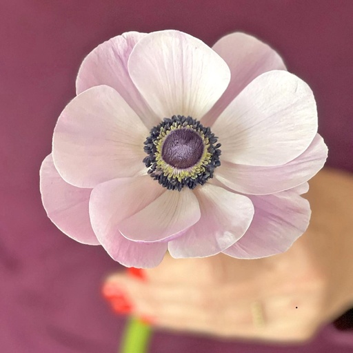 Anemone Mistral Plus Rarity