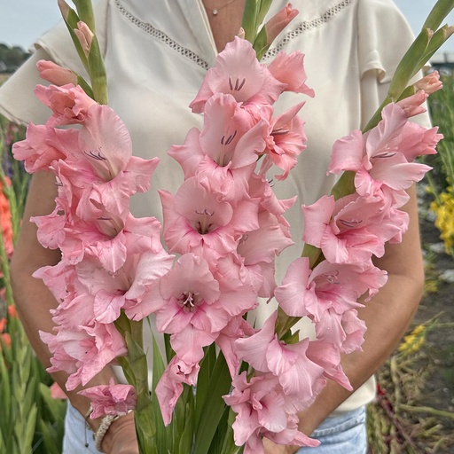 Gladiolus Adrenalin