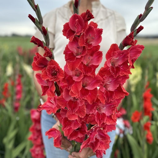 Gladiolus Aftershock