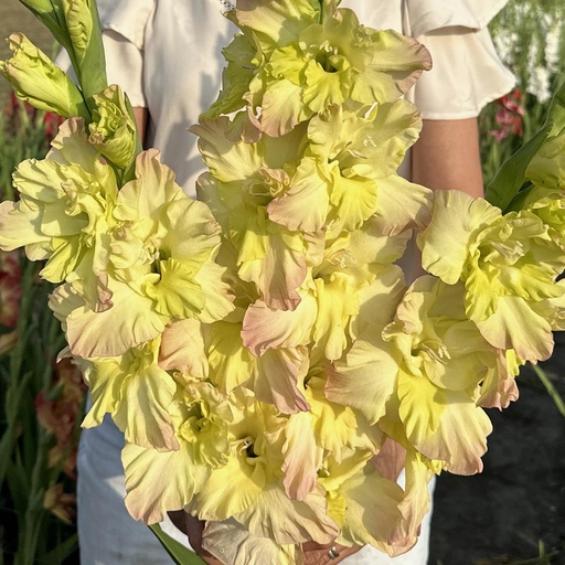 Gladiolus Alicia