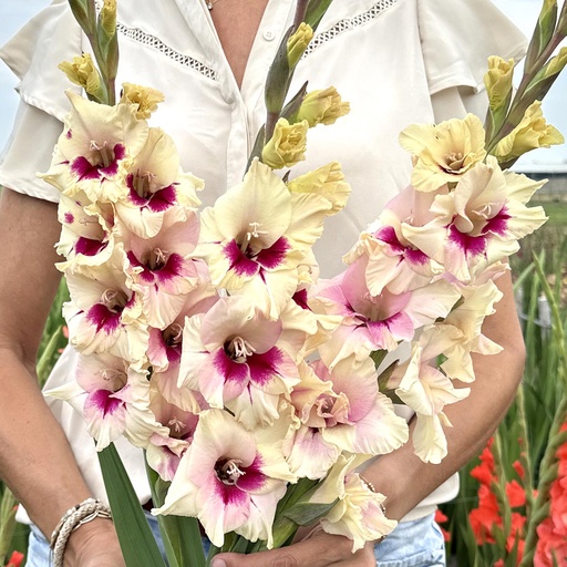 Gladiolus Amber Mistique