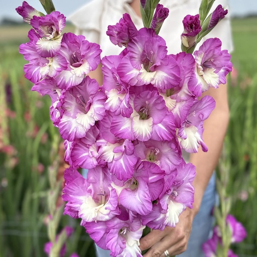 Gladiolus Anouk