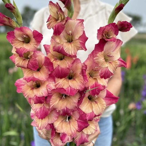 Gladiolus Apricot Bubblegum