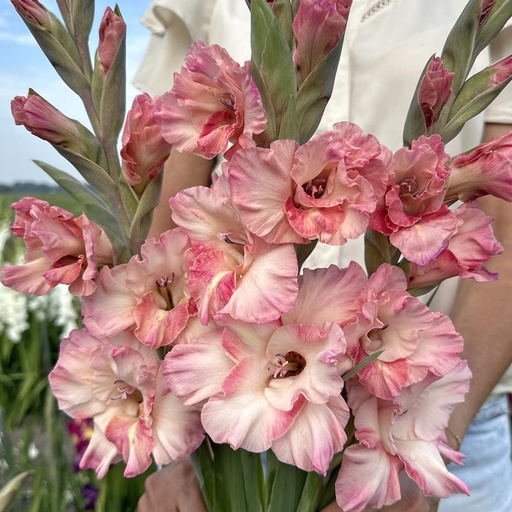 Gladiolus Cherry Candy