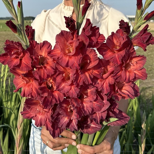 Gladiolus Chocolate