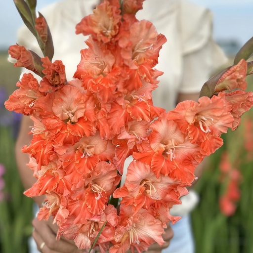 Gladiolus Coral Crush