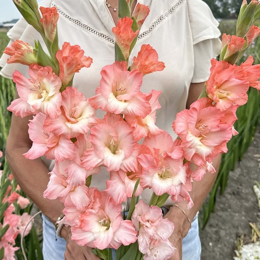 Gladiolus Dolce Vita