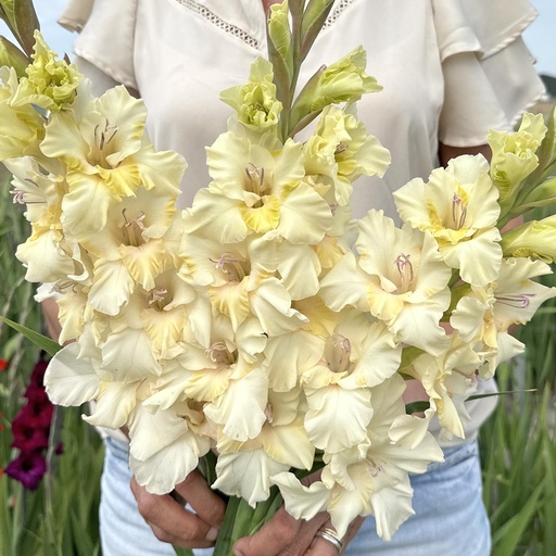 Gladiolus Dreamy Creamy