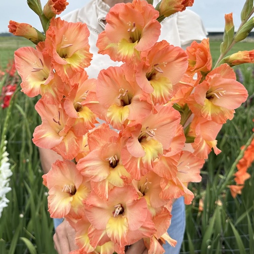 Gladiolus Eminence