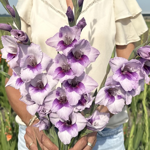 Gladiolus Gladdies Tina