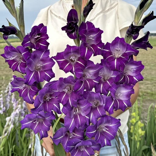 Gladiolus Hallowy