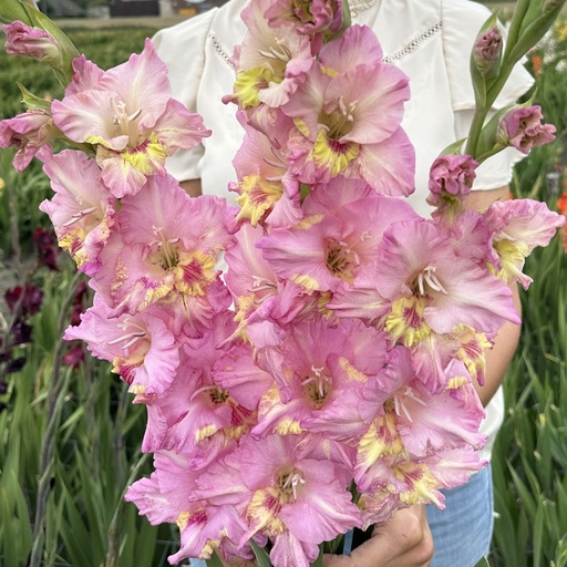 Gladiolus Happy Disco