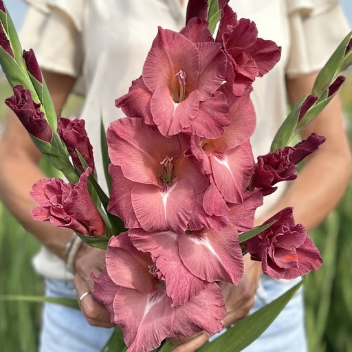 Gladiolus Indian Summer