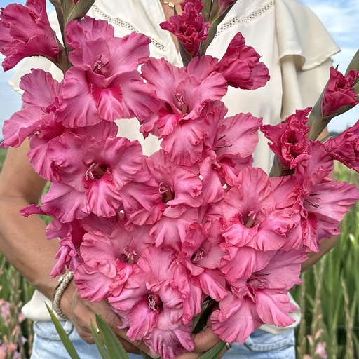 Gladiolus Kingston Ruffle