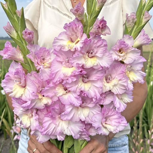 Gladiolus Magenta Princess