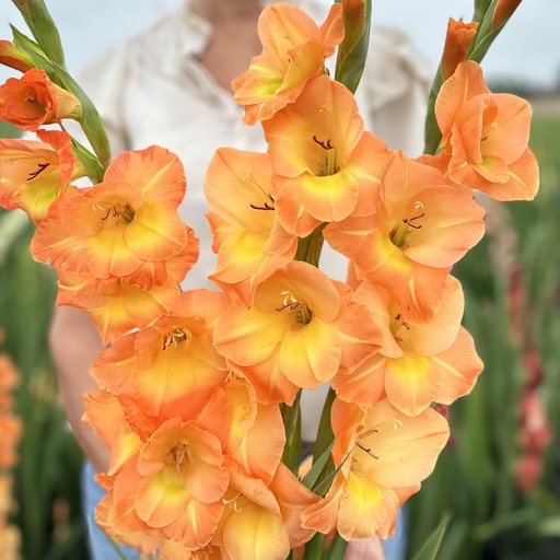 Gladiolus Peche Melba