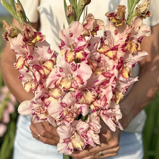 Gladiolus Quepo