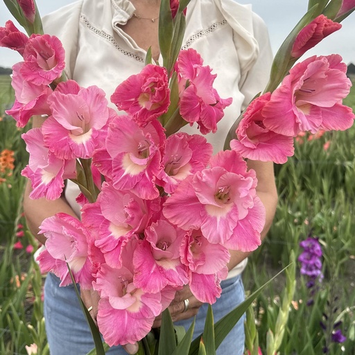 Gladiolus Pink Parrot