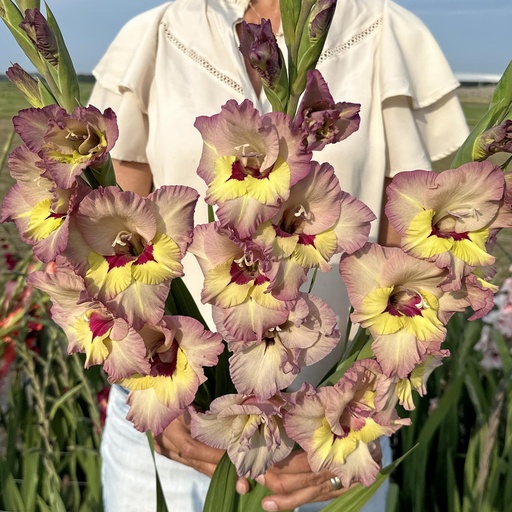 Gladiolus Sapporo